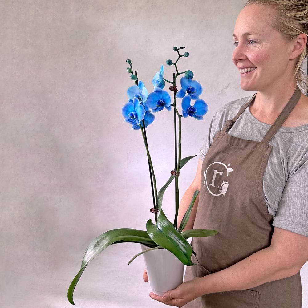 Blue Phalaenopsis Orchid Pot Plant Auckland Florist Fast Delivery