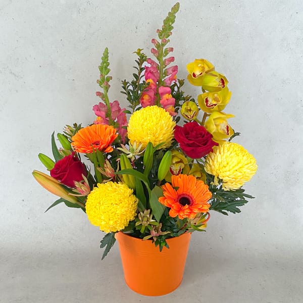 Bright - Premium Size (Orchid seasonal)
