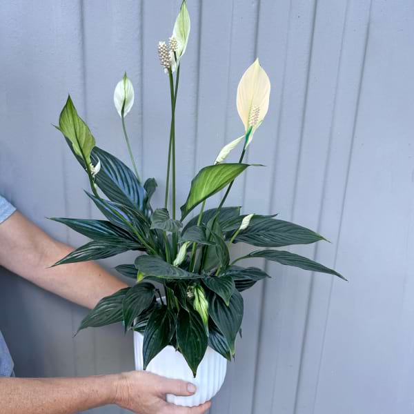 Peace Lily in ceramic pot