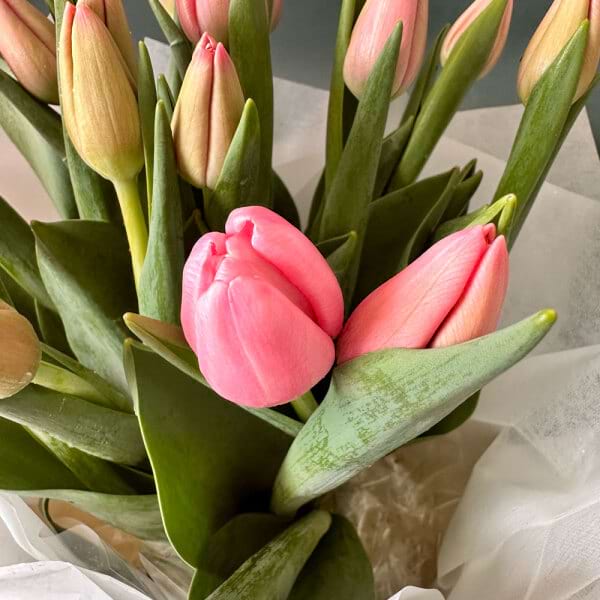 Tulips dispatched in closed bud