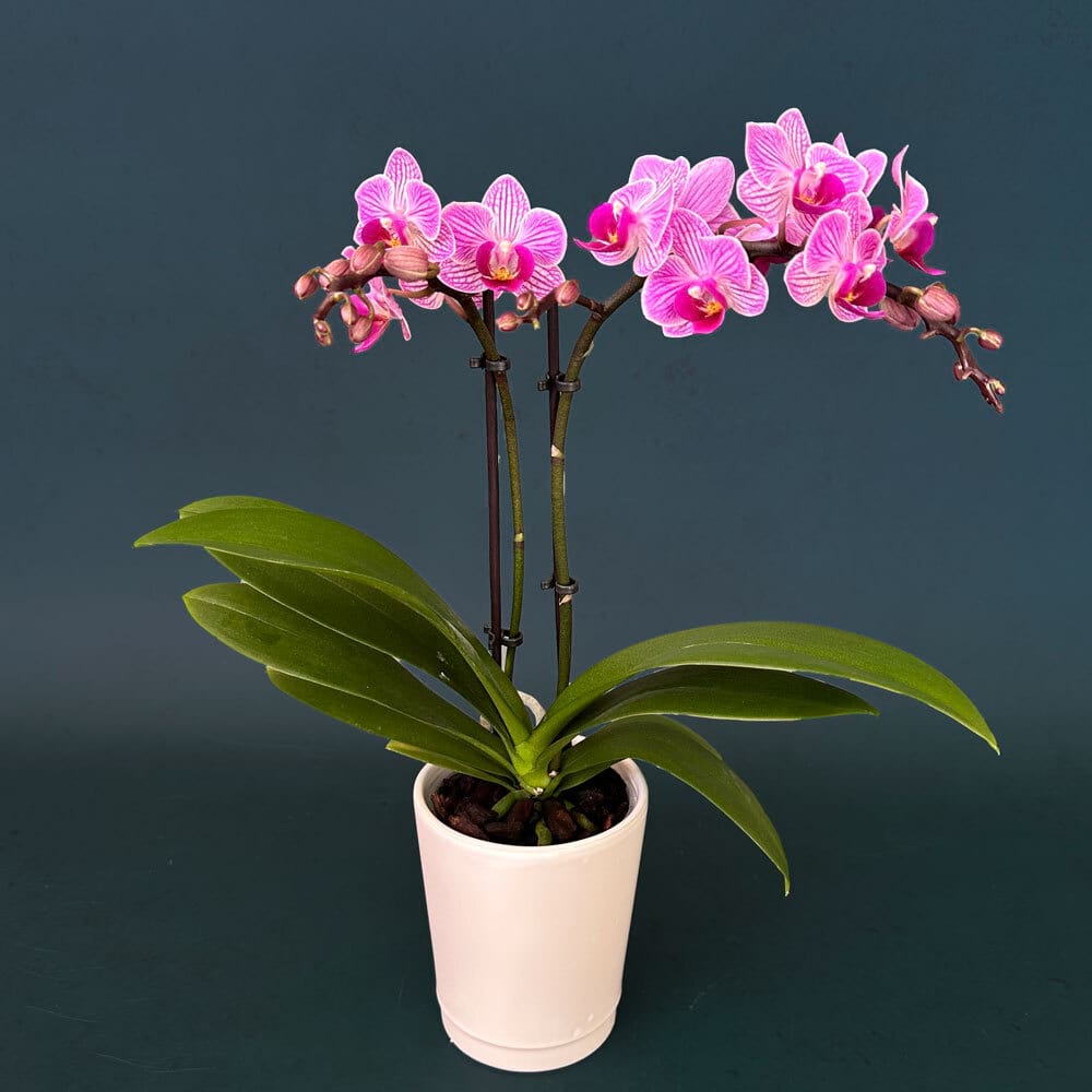 Mini Phalaenopsis orchid plant featuring double stems presented in a white ceramic pot