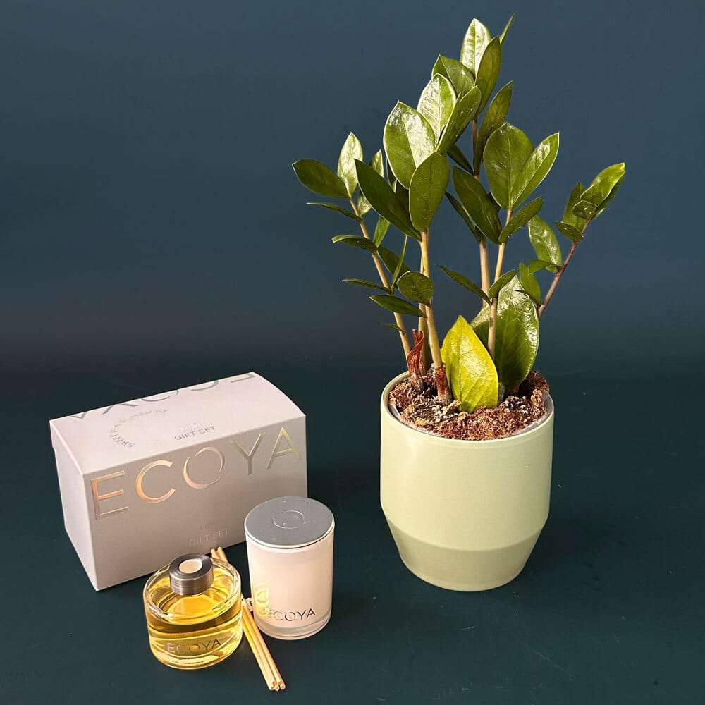 Housewarming gift with potted ZZ indoor plant and ECOYA Sweet Pea and Jasmine mini candle and diffuser