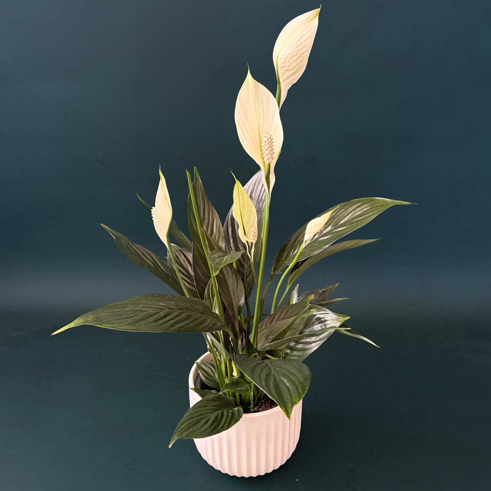 Peace Lily indoor plant with white blooms presented in a premium white ceramic pot