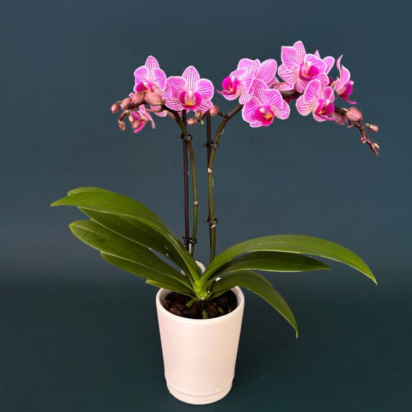 Orchid Mini